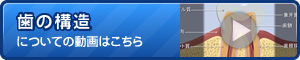 歯の構造についてに動画はこちら