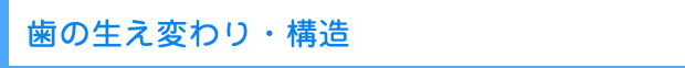 歯の生え変わり・構造